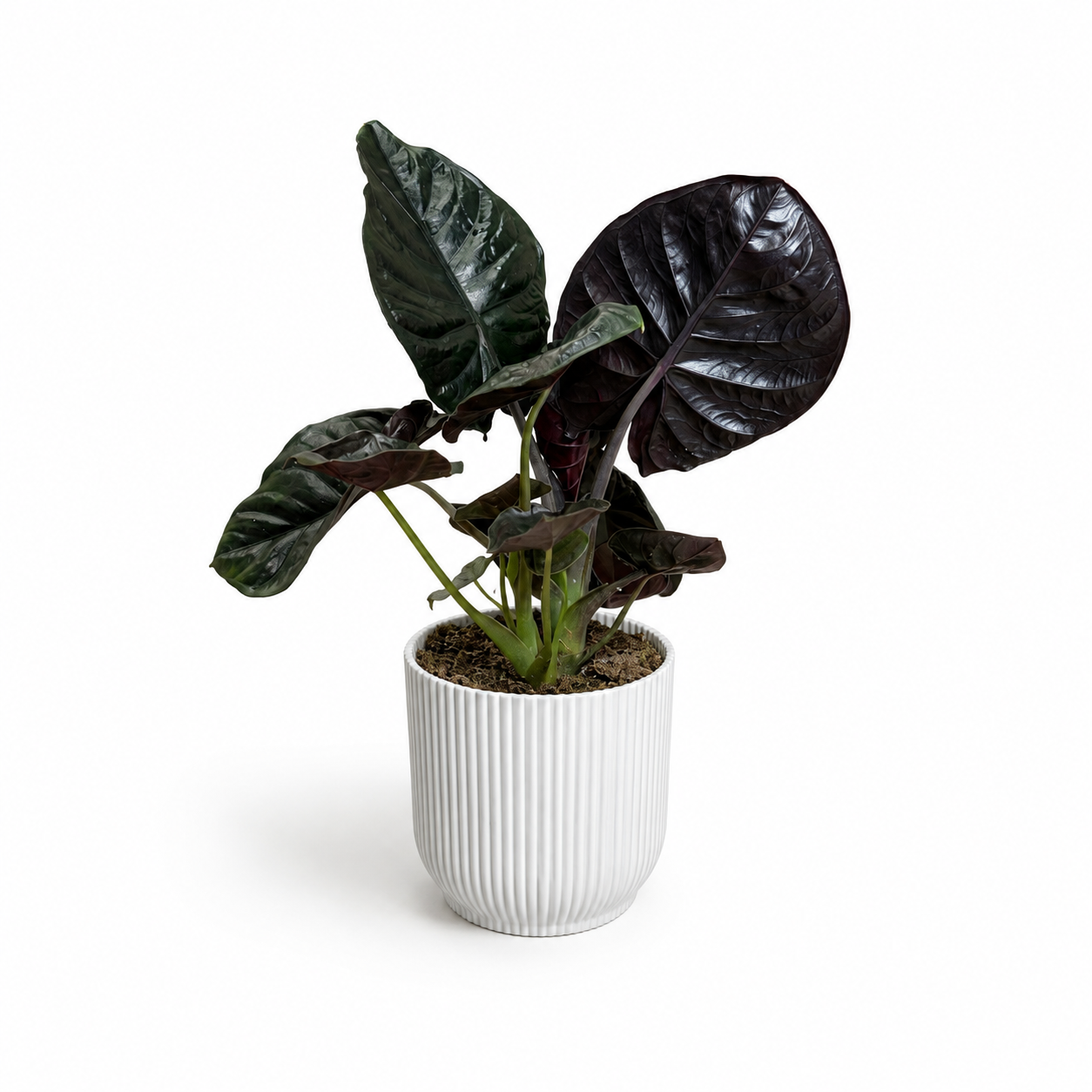 Alocasia Black Magic 11cm Houseplant