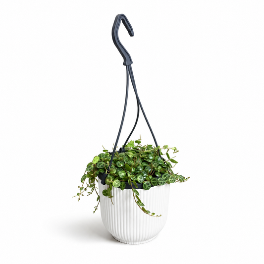 String Of Turtles 10.5cm Potsize Houseplant