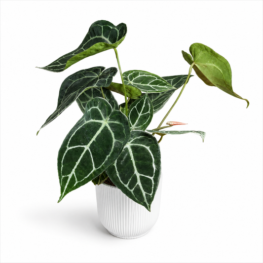 Anthurium Longer leaf ? 14cm Potsize Houseplant
