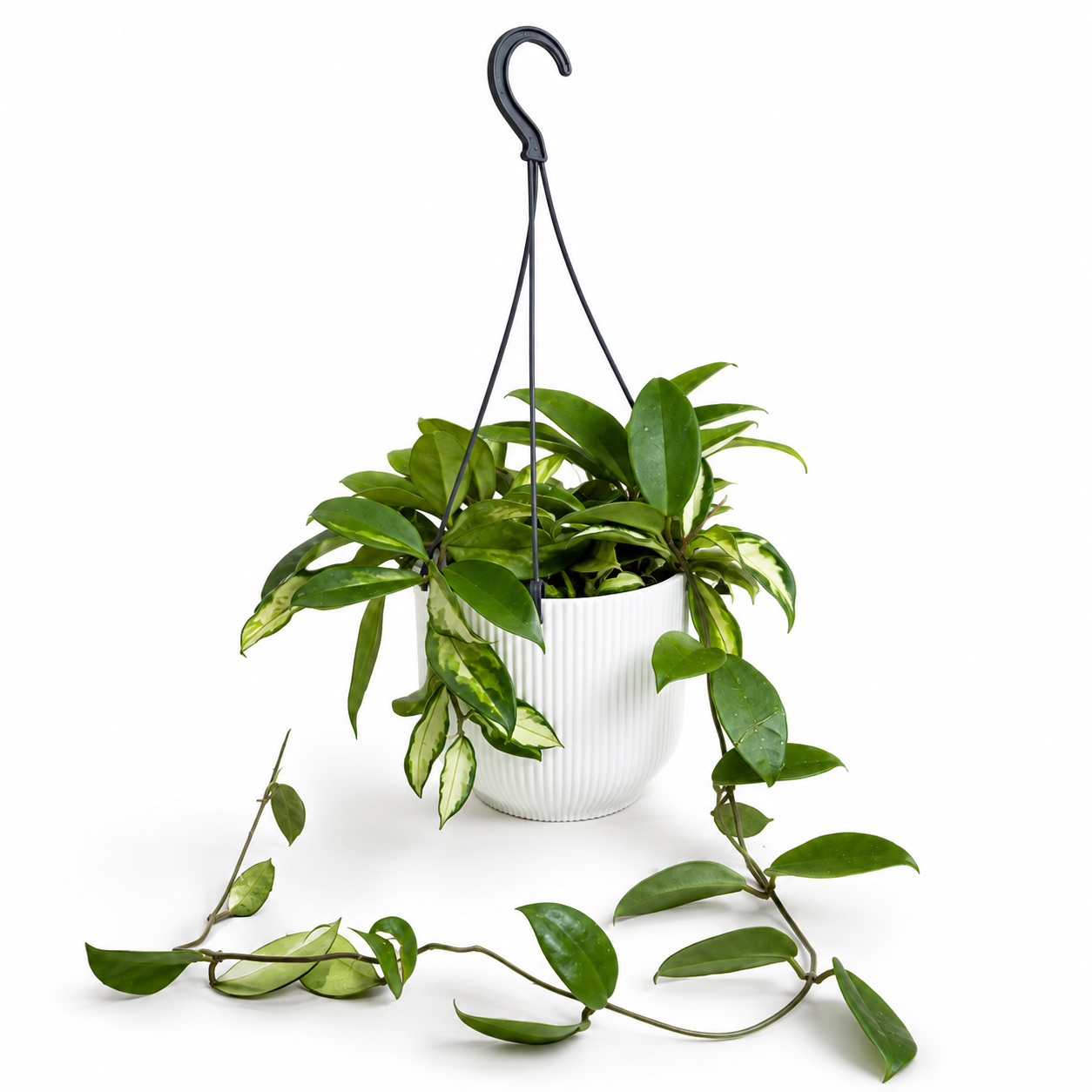 Hanging Hoya Carnosa Tricolor 14cm Houseplant