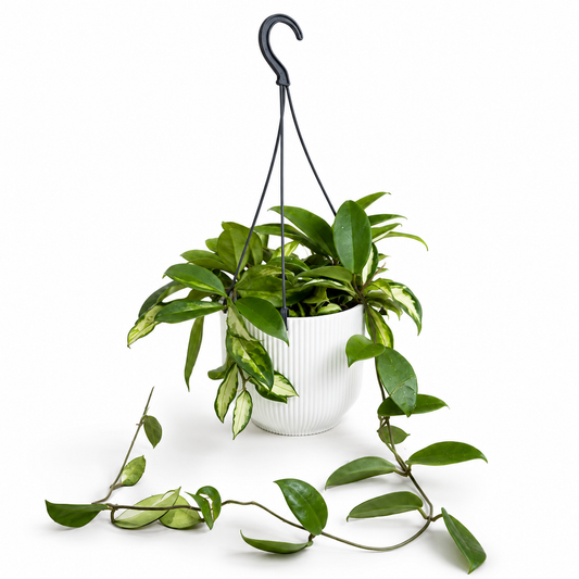 Hanging Hoya Carnosa Tricolor 14cm Houseplant