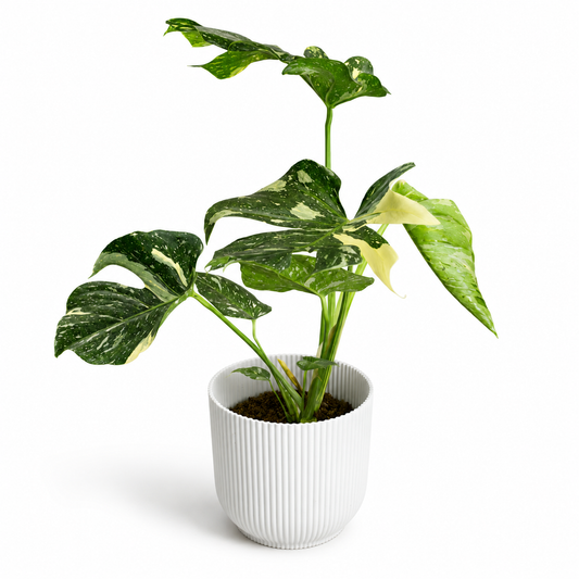 Thai Constellation Monstera 17cm Potsize Houseplant