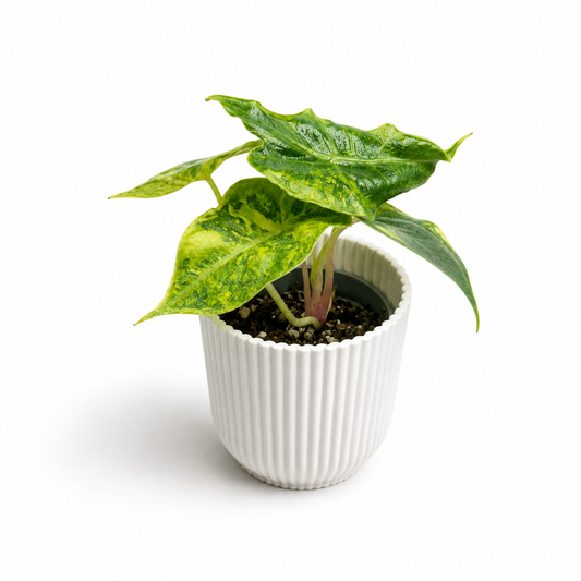 Alocasia Nairobi Nights 6cm Houseplant