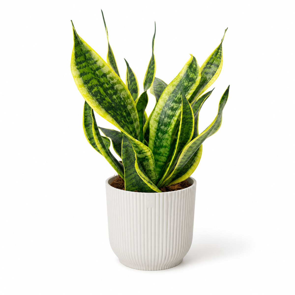 Snake Dragon Tongue 12cm Pot Size Houseplant
