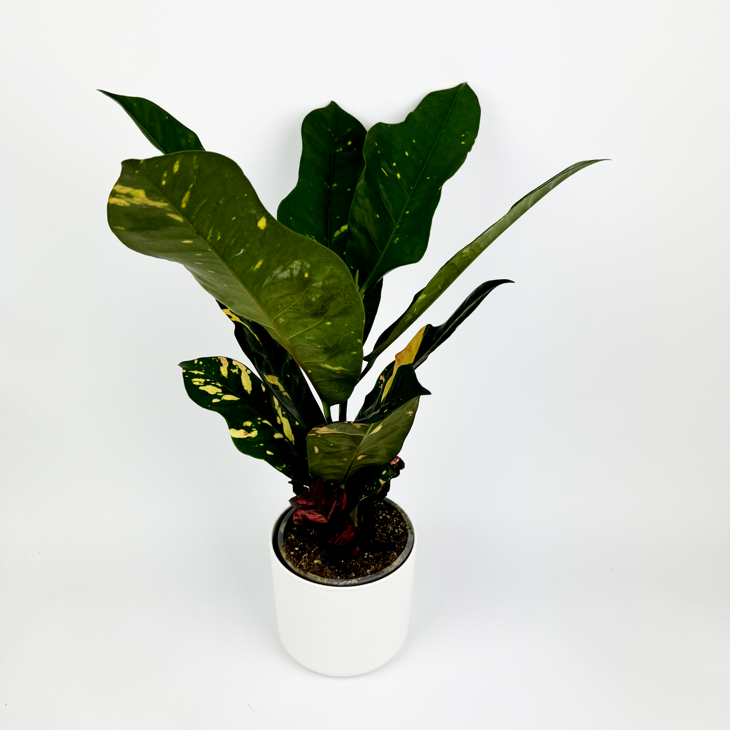 Codiaum Indoor Houseplant