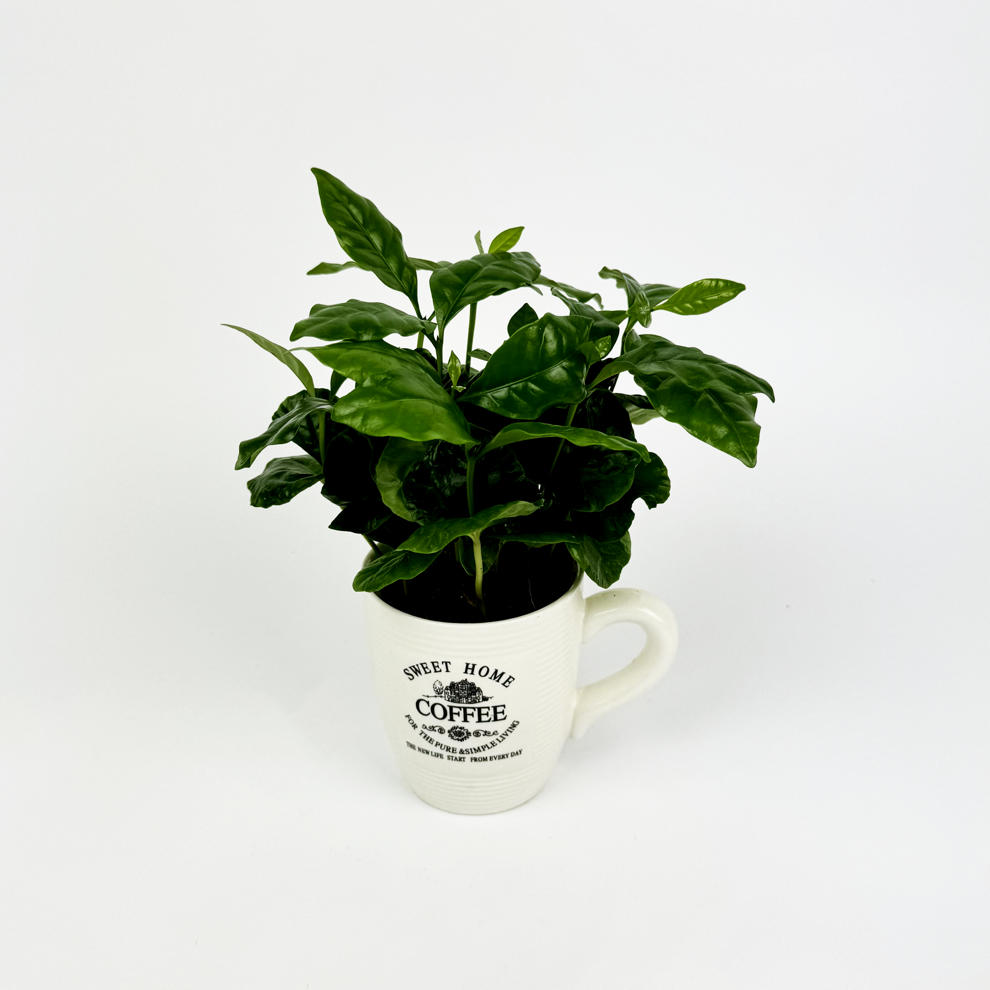 Coffee in MUG Indoor Houseplant