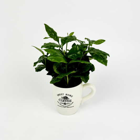 Coffee in pot Indoor Houseplant