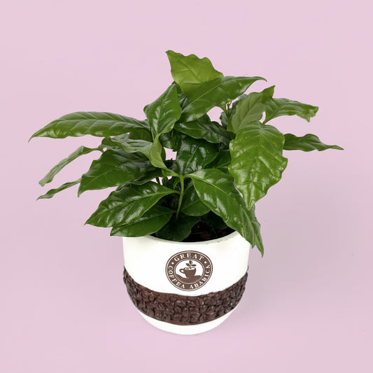 Coffee Arabica Houseplant And Ceramic Pot Gift