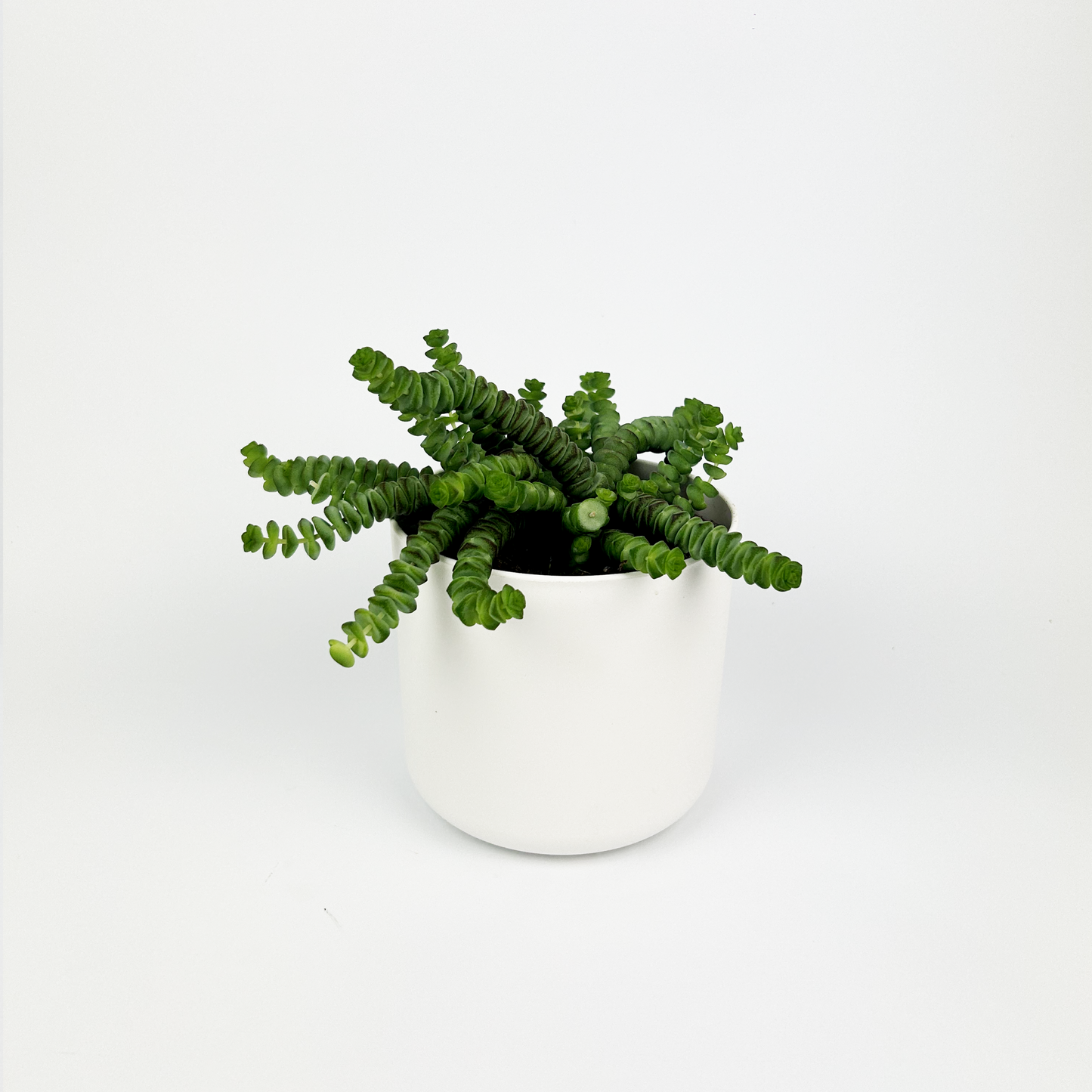 Crassula Necklace Indoor Houseplant