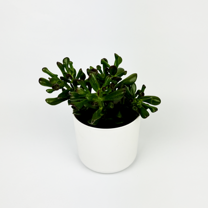 Crassula Ovata Houseplant