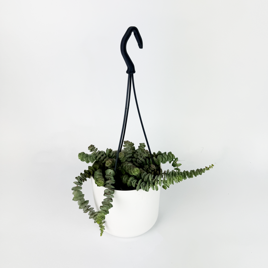 Crassula Hottentot Hanging Houseplant