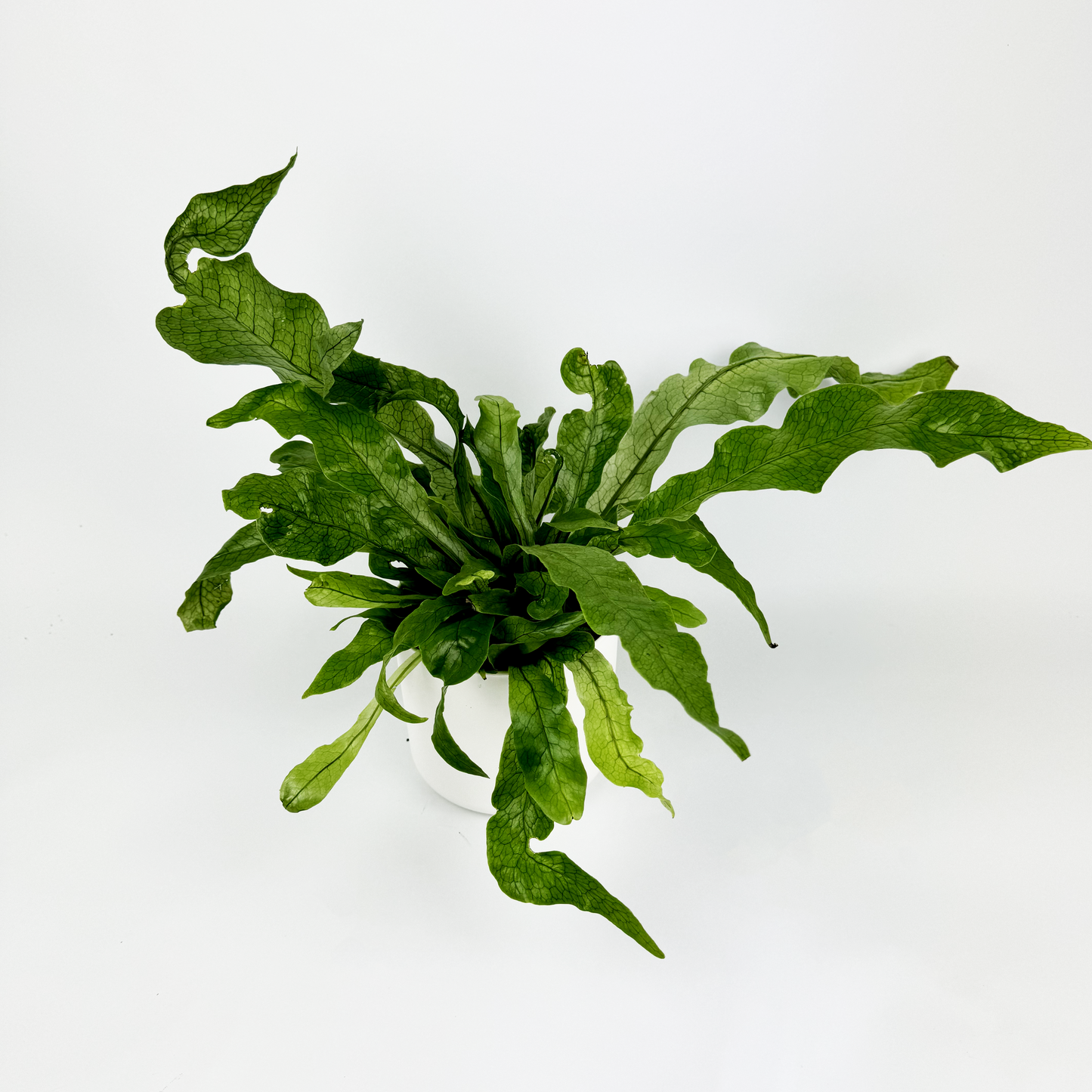 Crocodile Fern Indoor Houseplant