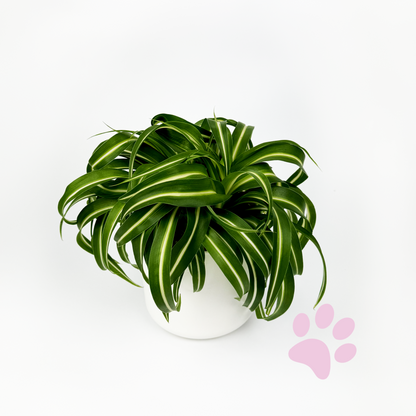 Curly Spider Indoor Houseplant