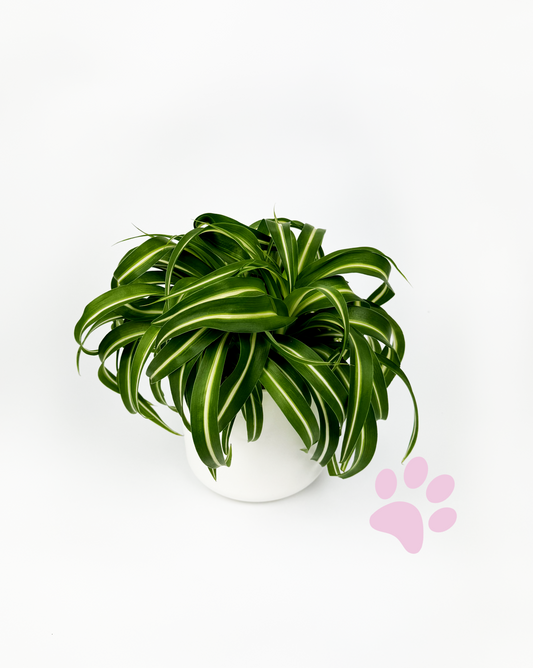 Curly Spider Indoor Houseplant