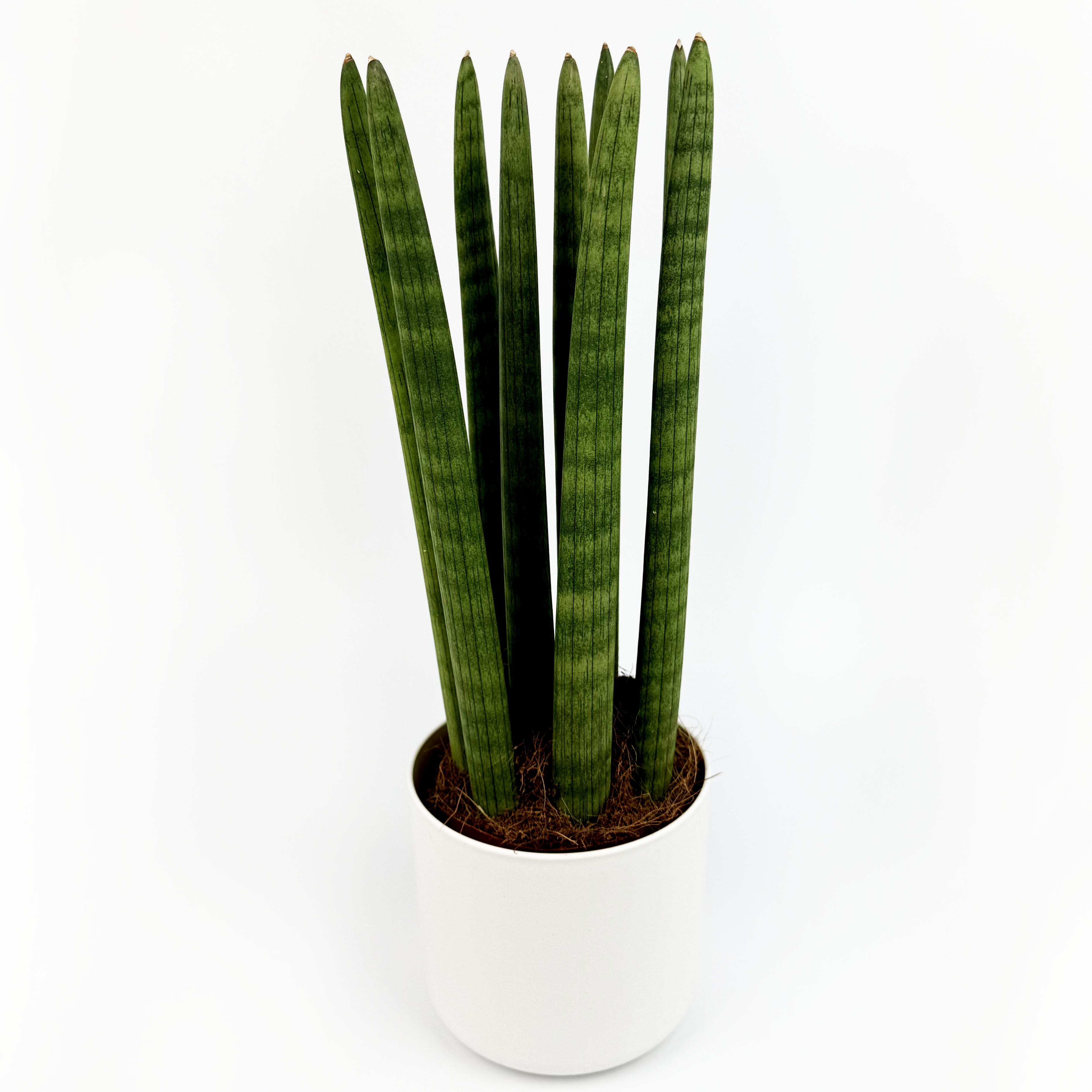 Cyclindrical Snake Indoor Houseplant