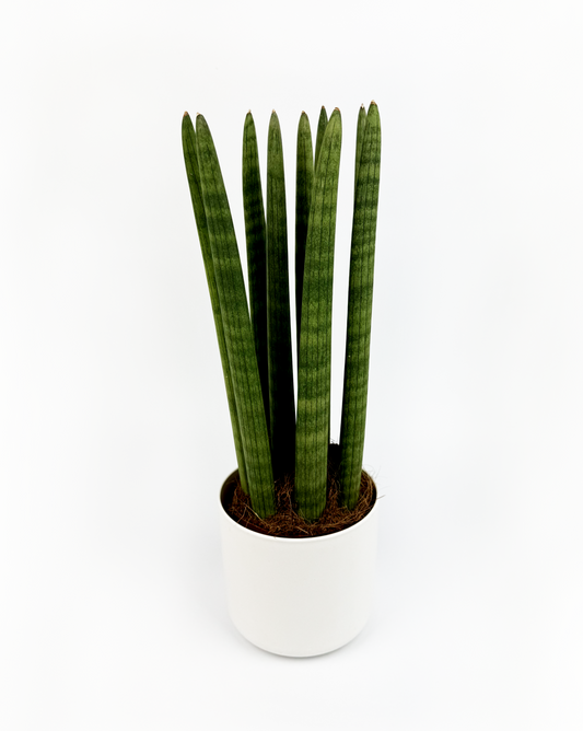 Cyclindrical Snake Indoor Houseplant