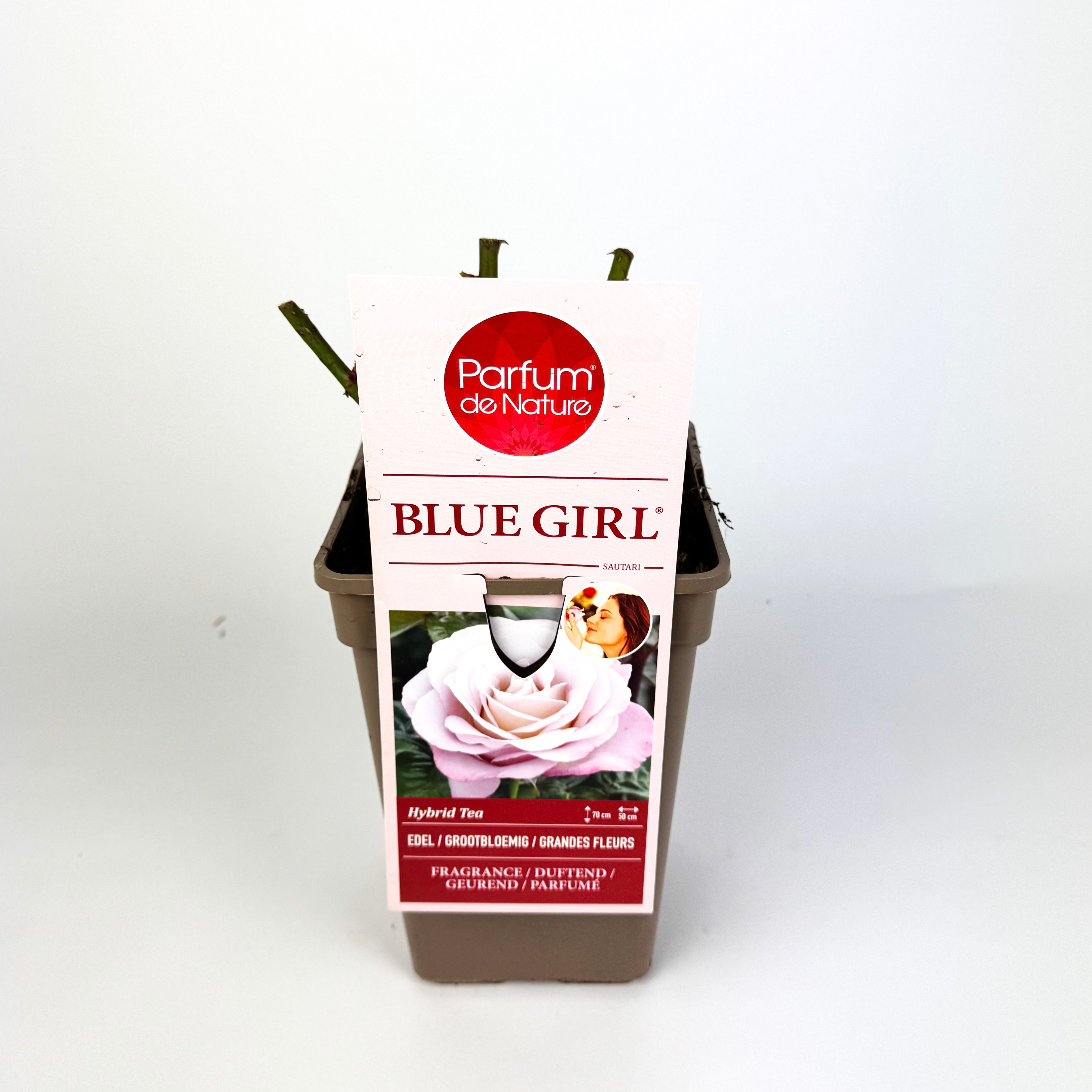 Rose 'Parfum de Nature' Scented Outdoor Rose Bush