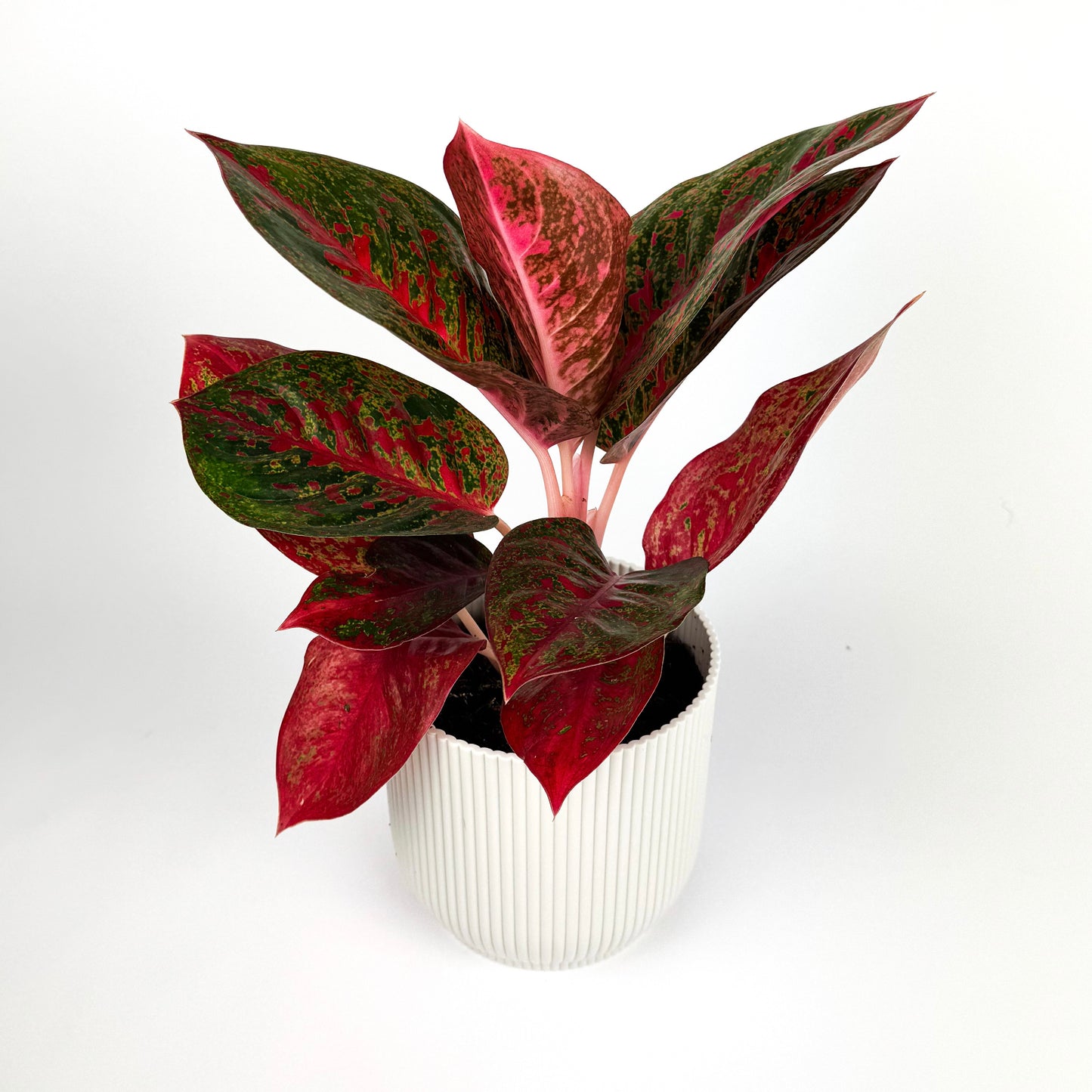 Aglaonema Red Sprinkles Houseplants