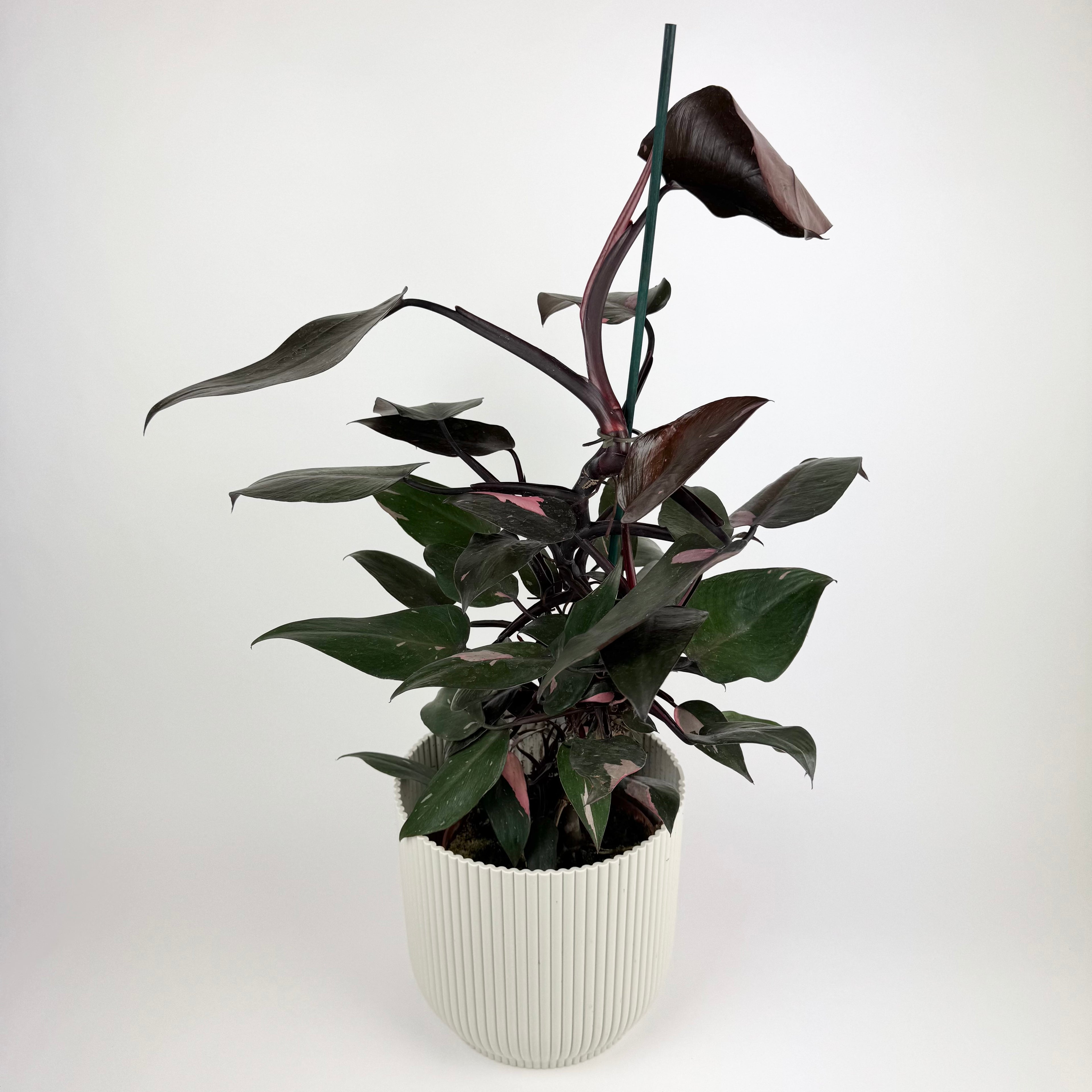 Large Philodendron Pink Princess 17cm Pot Houseplant