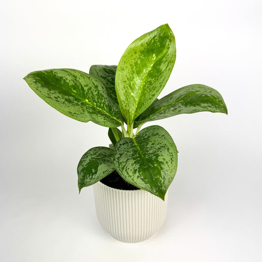 Aglaonema Lemon Mint Houseplant