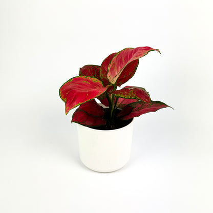 Aglaonema Red Joy 12cm Houseplant