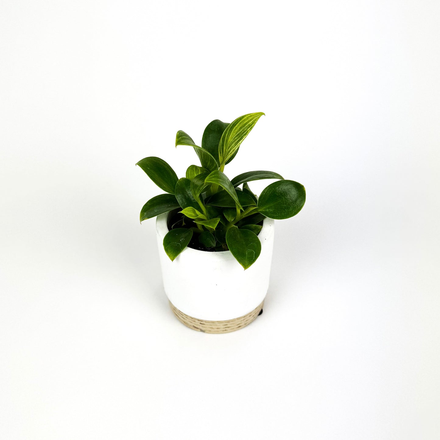 Mini Philodendron White Measure Houseplant