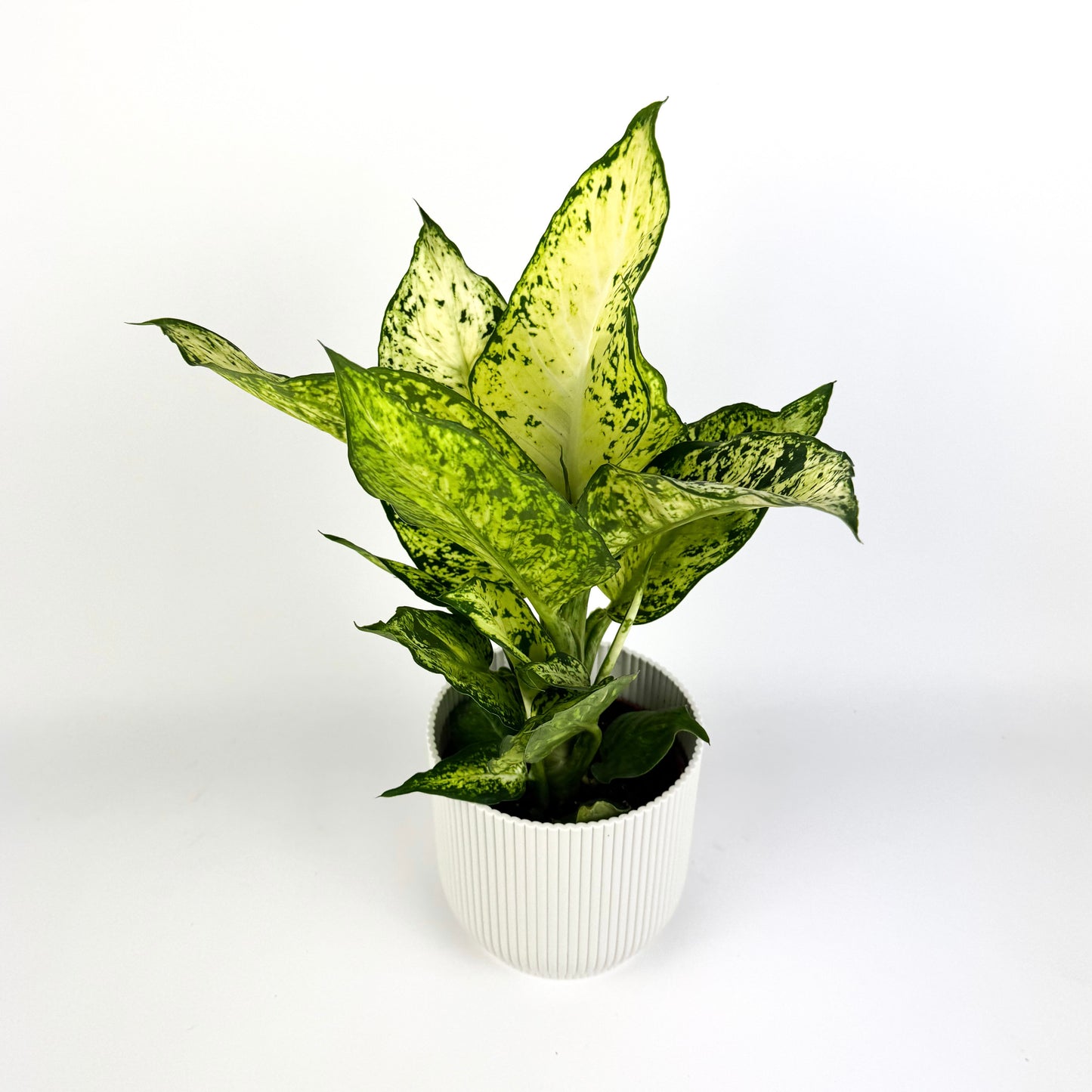 4 Houseplant 12cm bundle