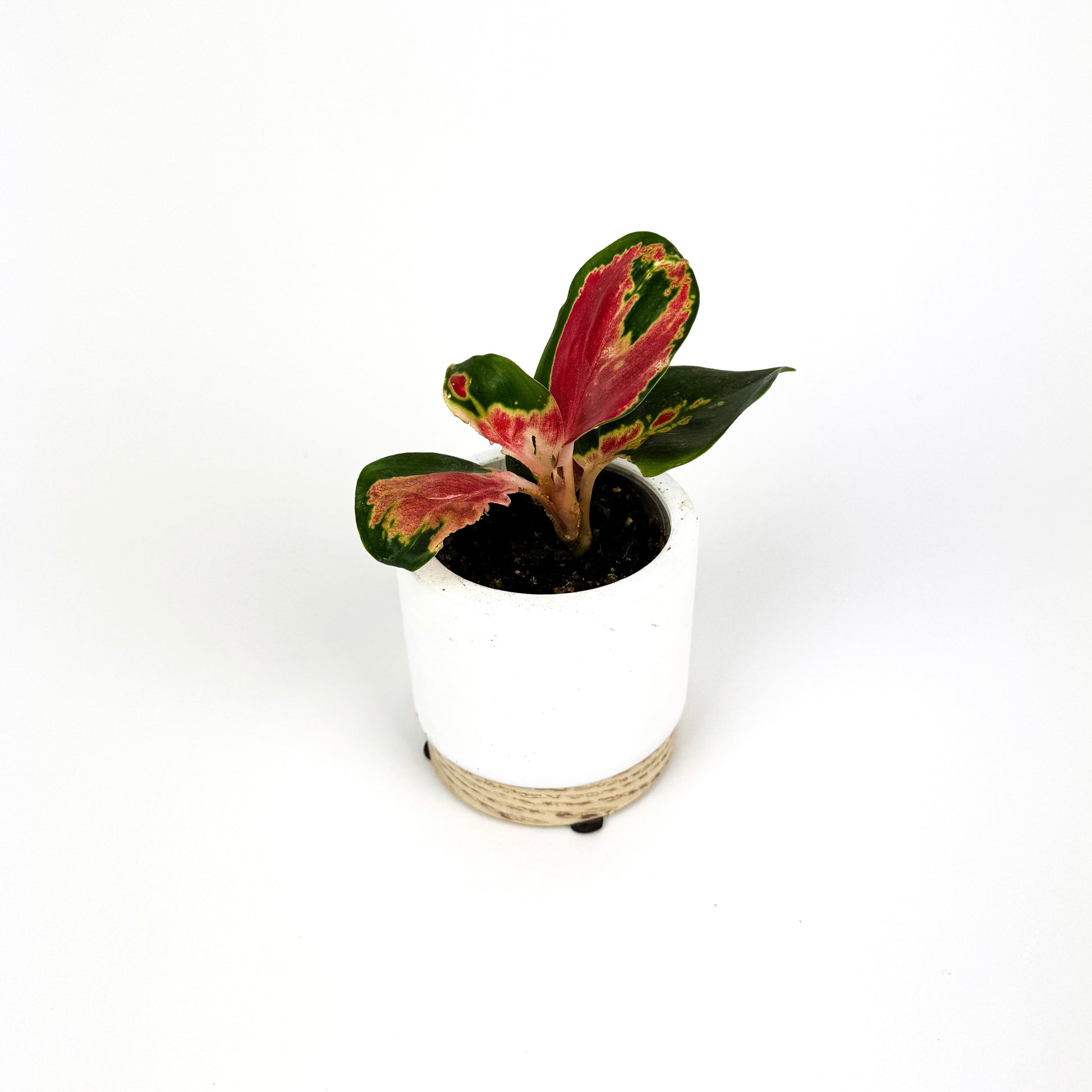 aglaonema mini Mini Aglaonema Red Dragon Houseplant – OH SO Floral