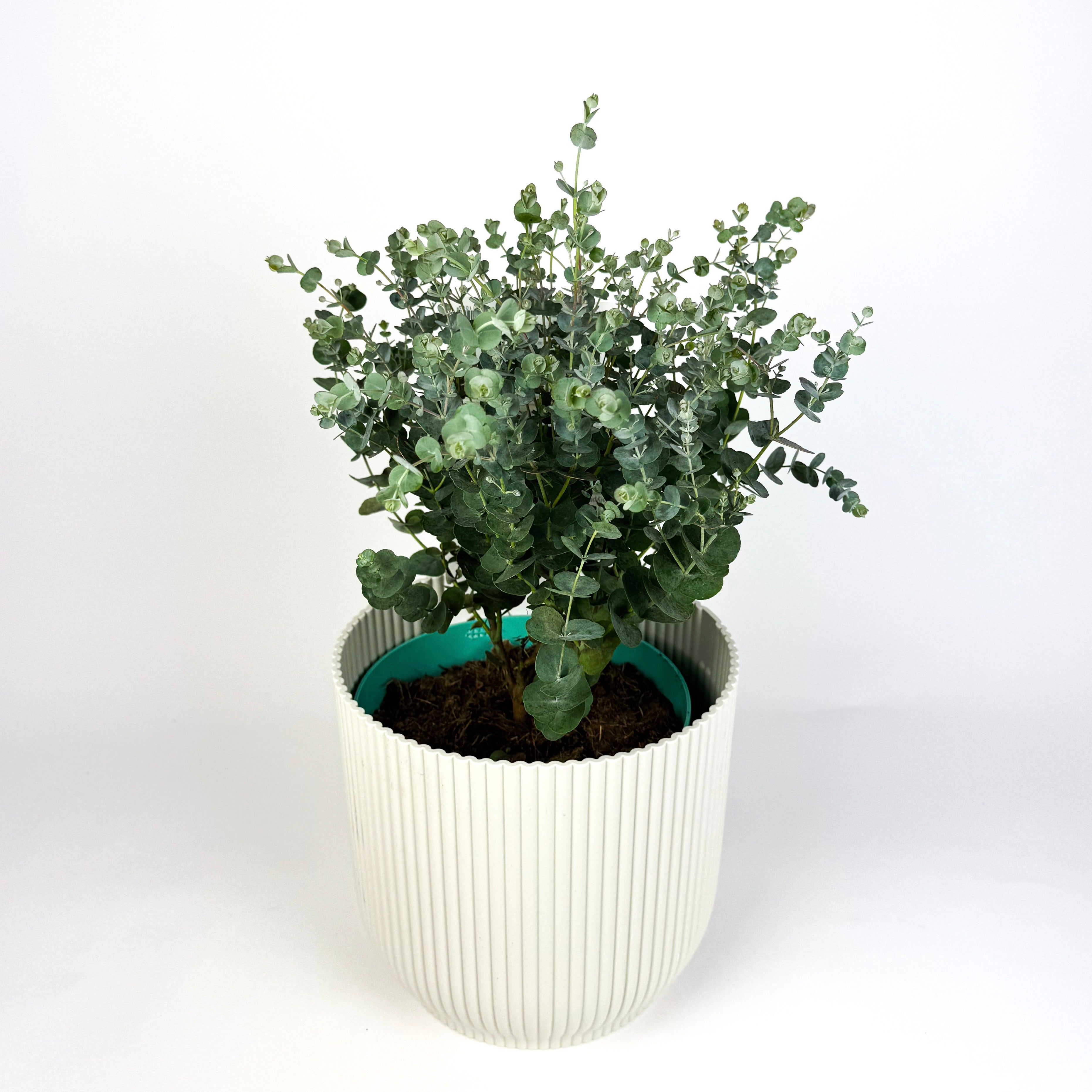 Eucalyptus Gunnii Azura Outdoor Plant