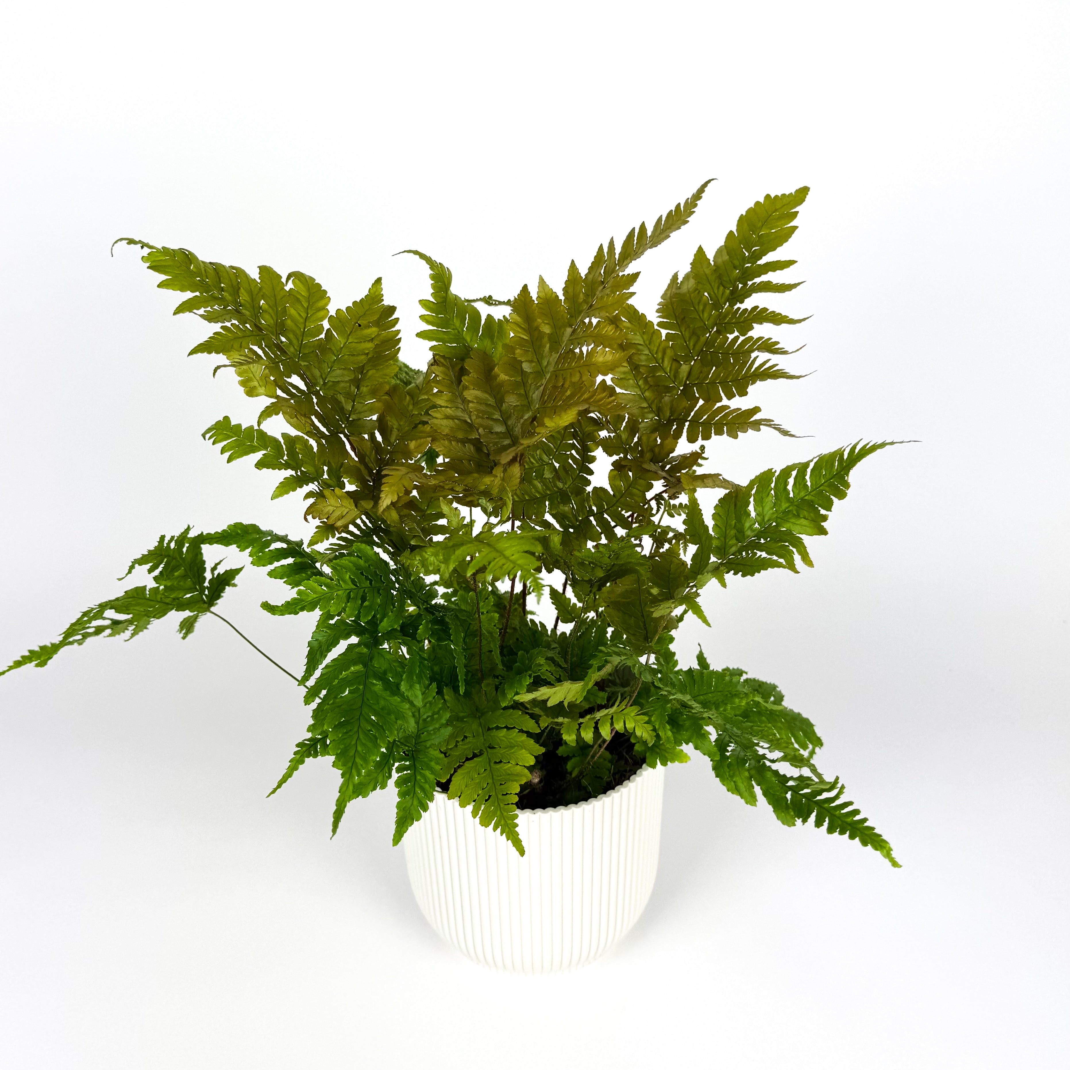 Dryopteris Erythrosora Copper Shield Fern Outdoor