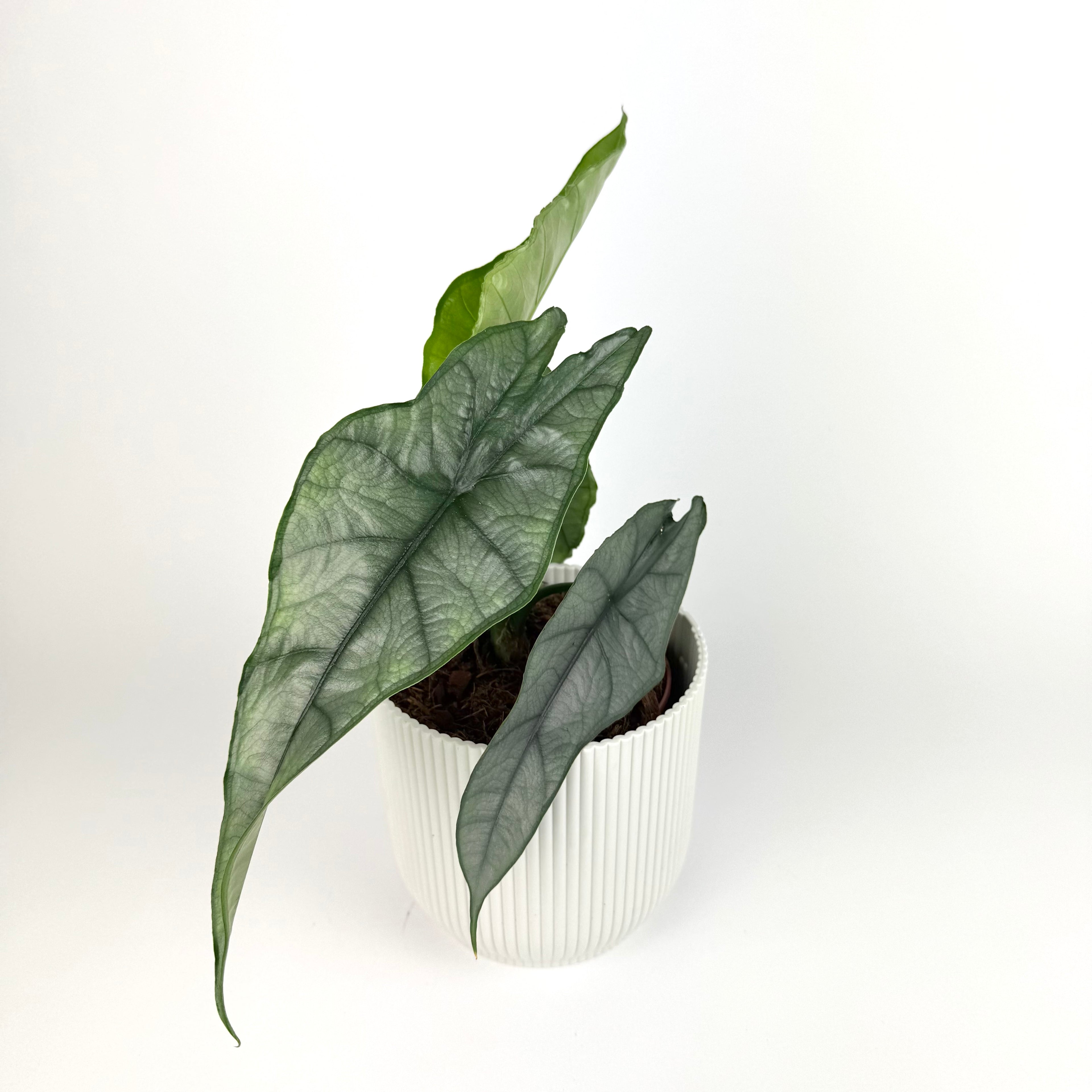 Alocasia Dragon Breath 12cm Houseplant