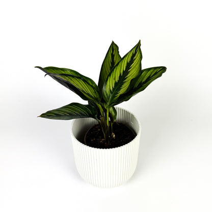 Calathea Beauty Star 14cm Houseplant