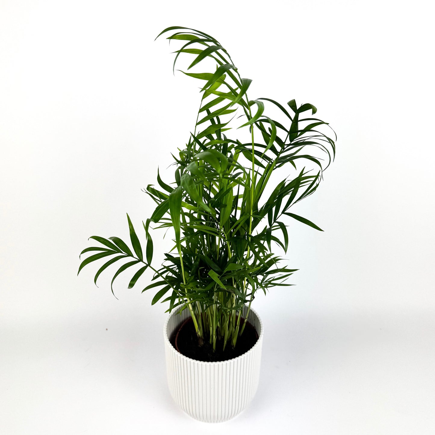 4 Houseplant 12cm bundle