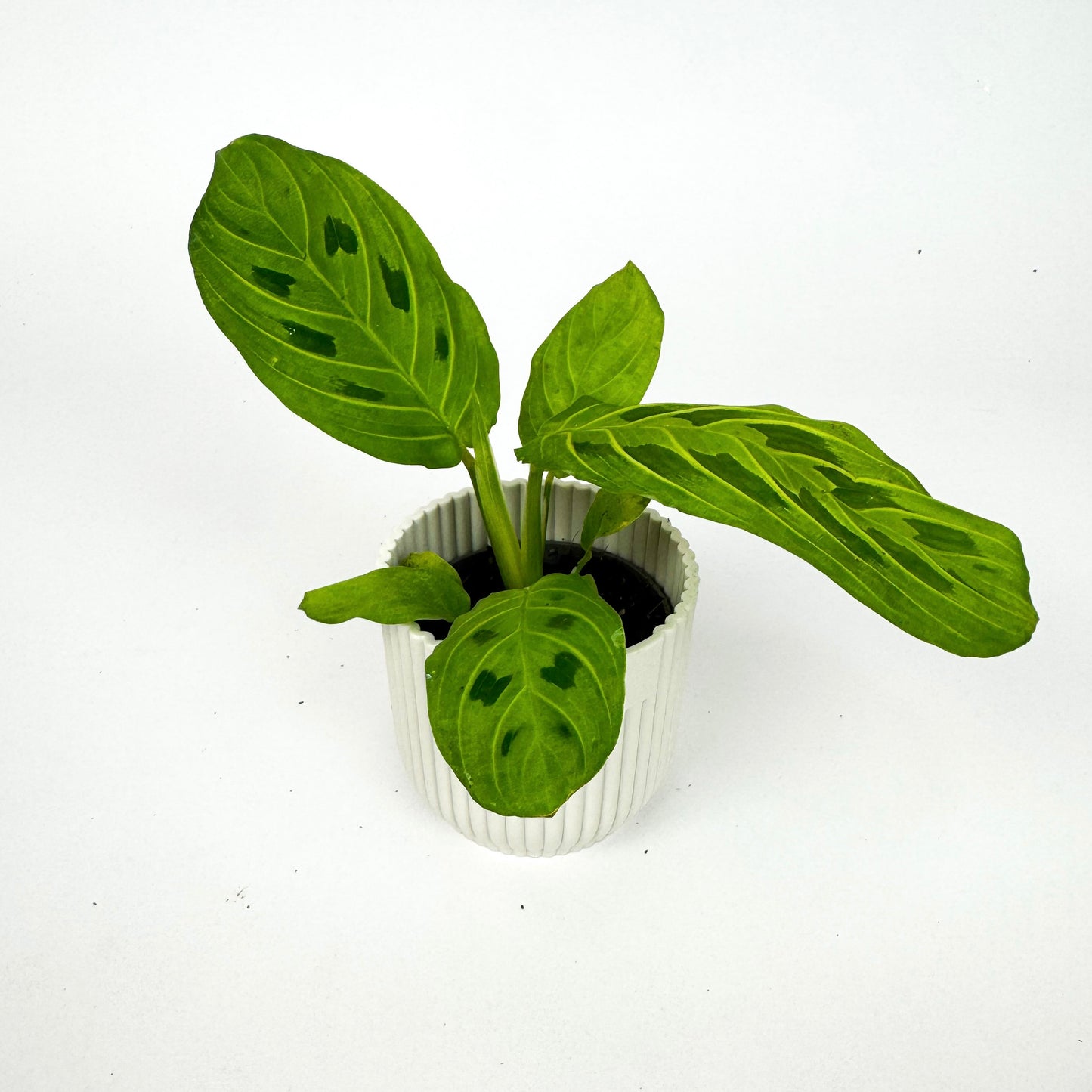 Mini Prayer Lemon Lime Houseplant