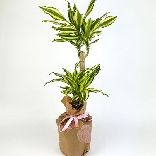 Large Dracaena Fragrans Golden Coast Houseplant