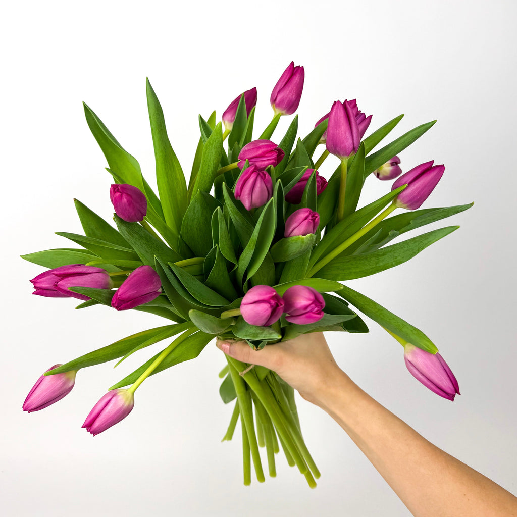 20 Stems Cerise Tulips Fresh Flower Bouquet
