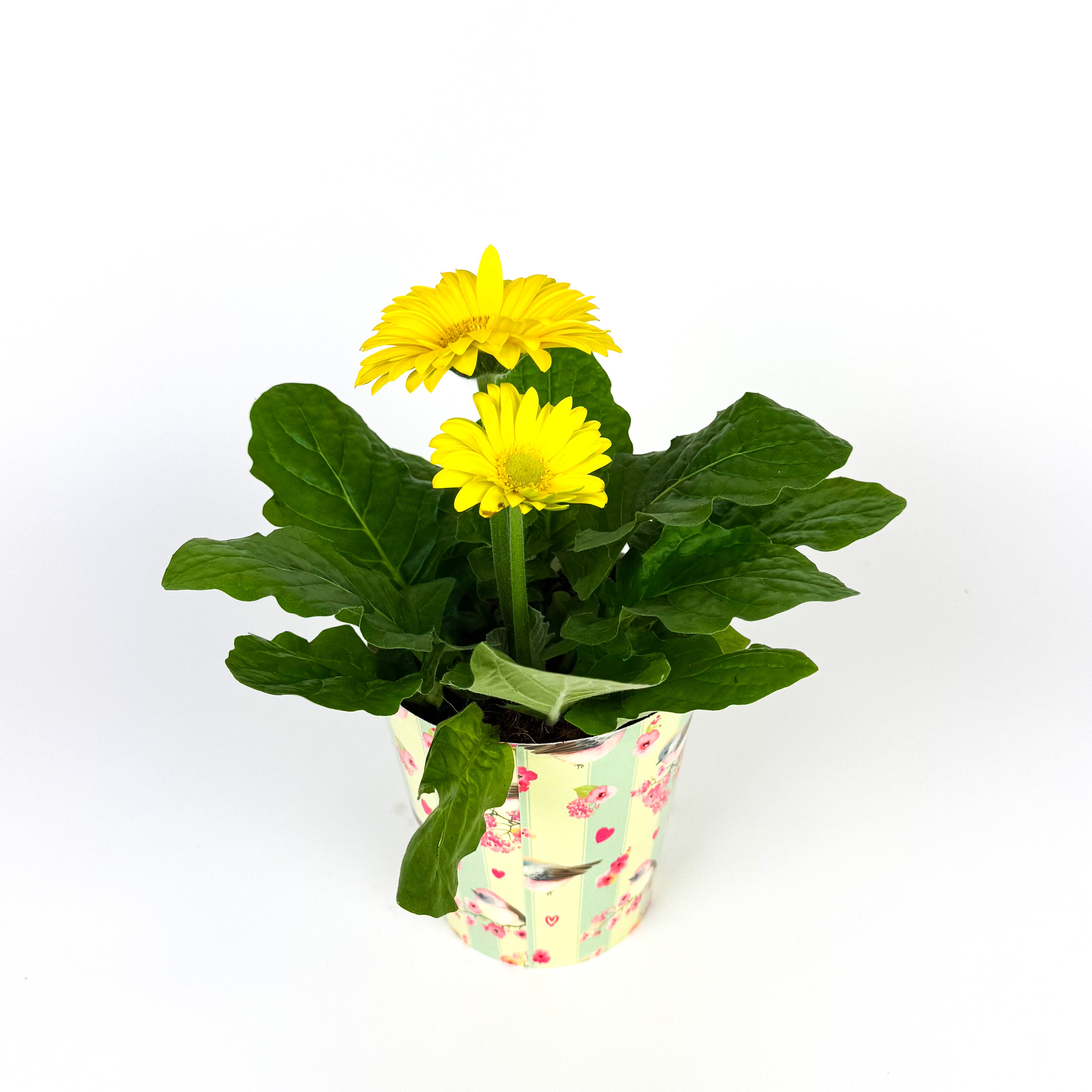 Gerbera In Pot Houseplant