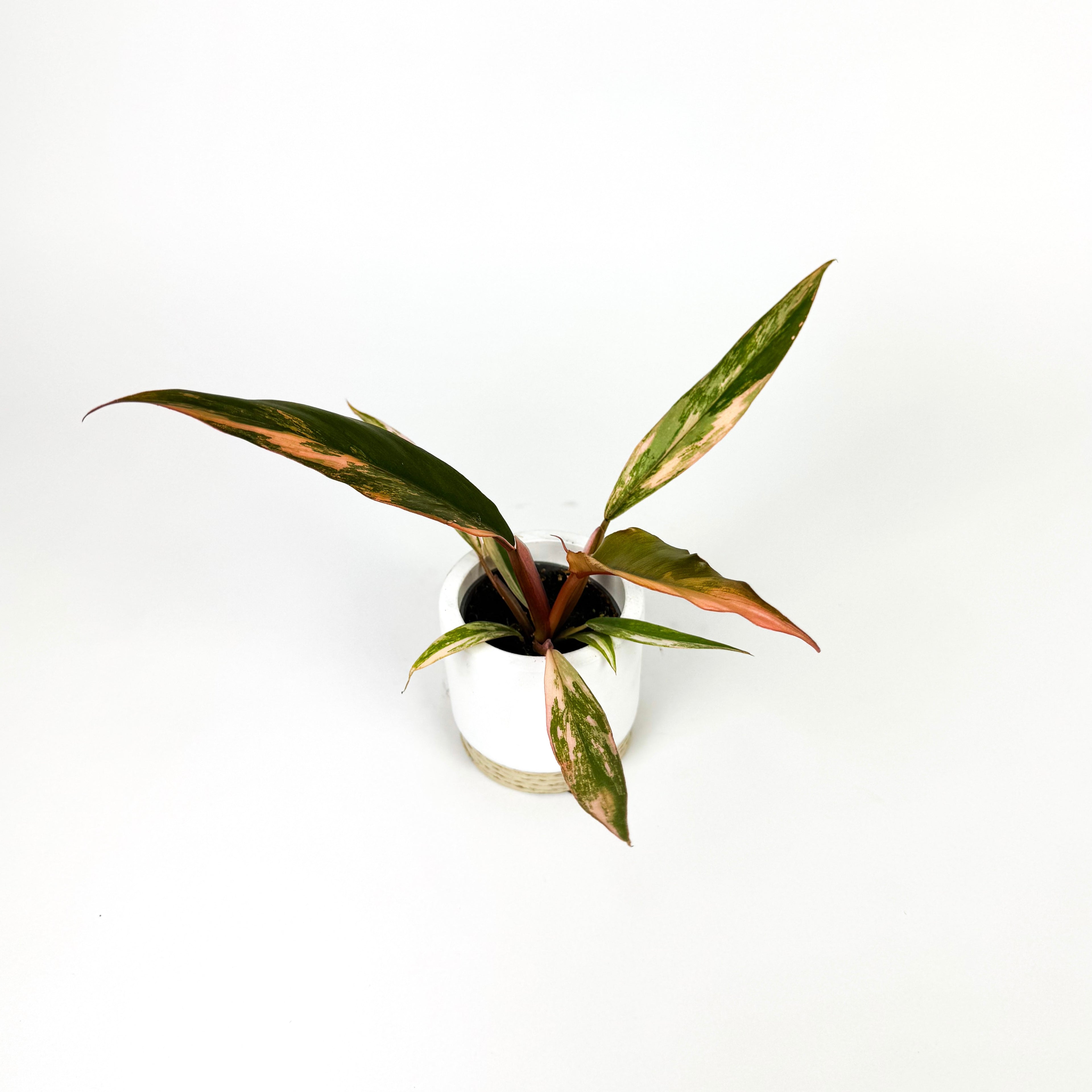 Mini Philodendron Caramel Marble Houseplant