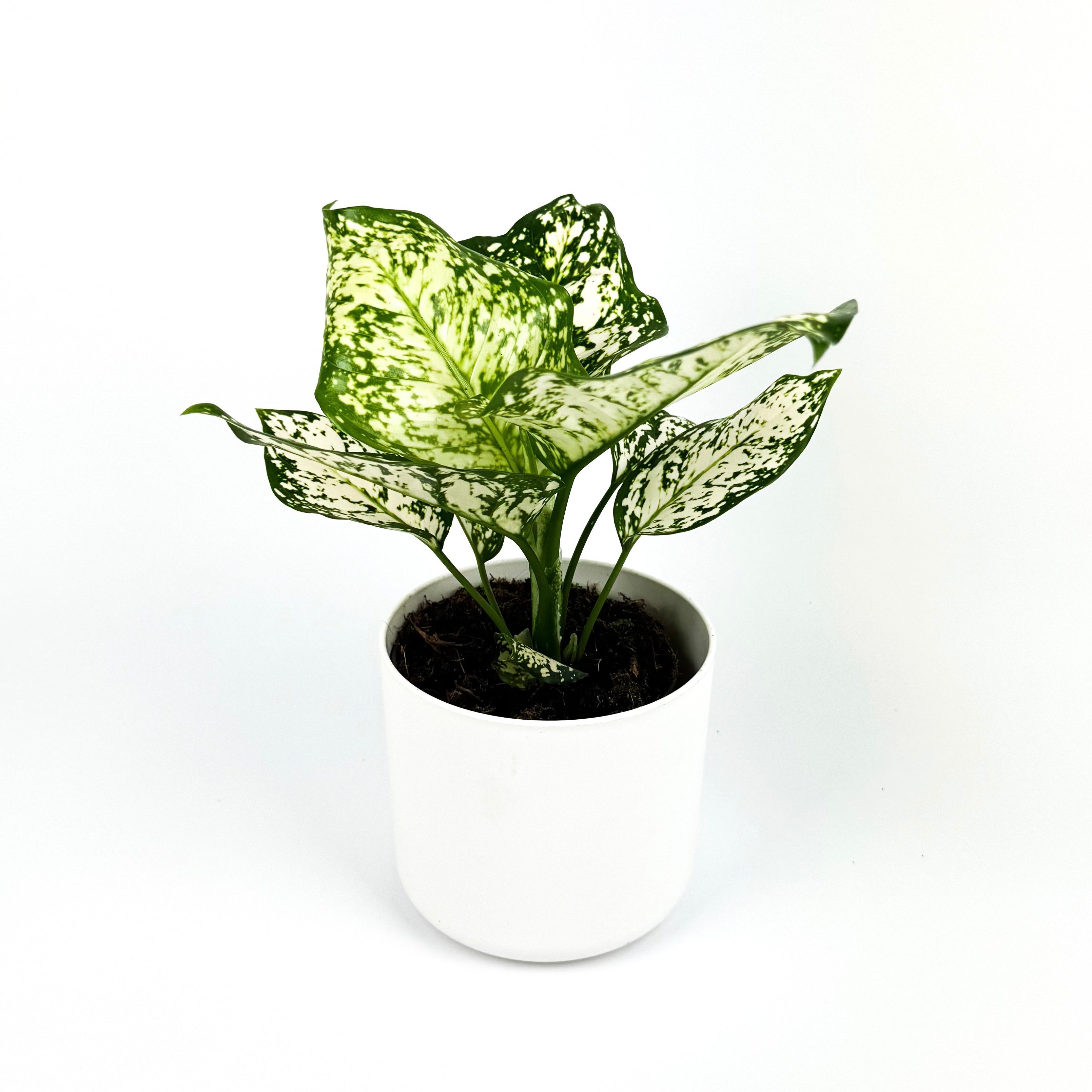 Aglaonema Ivory Star 12cm Houseplant