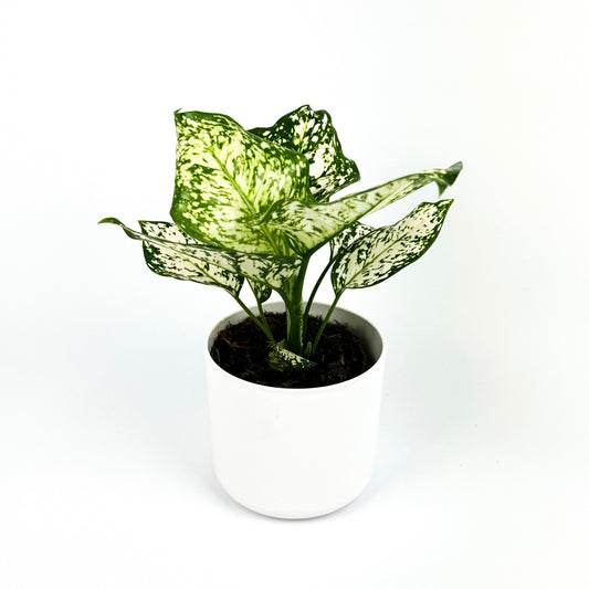 Aglaonema Ivory Star Houseplant