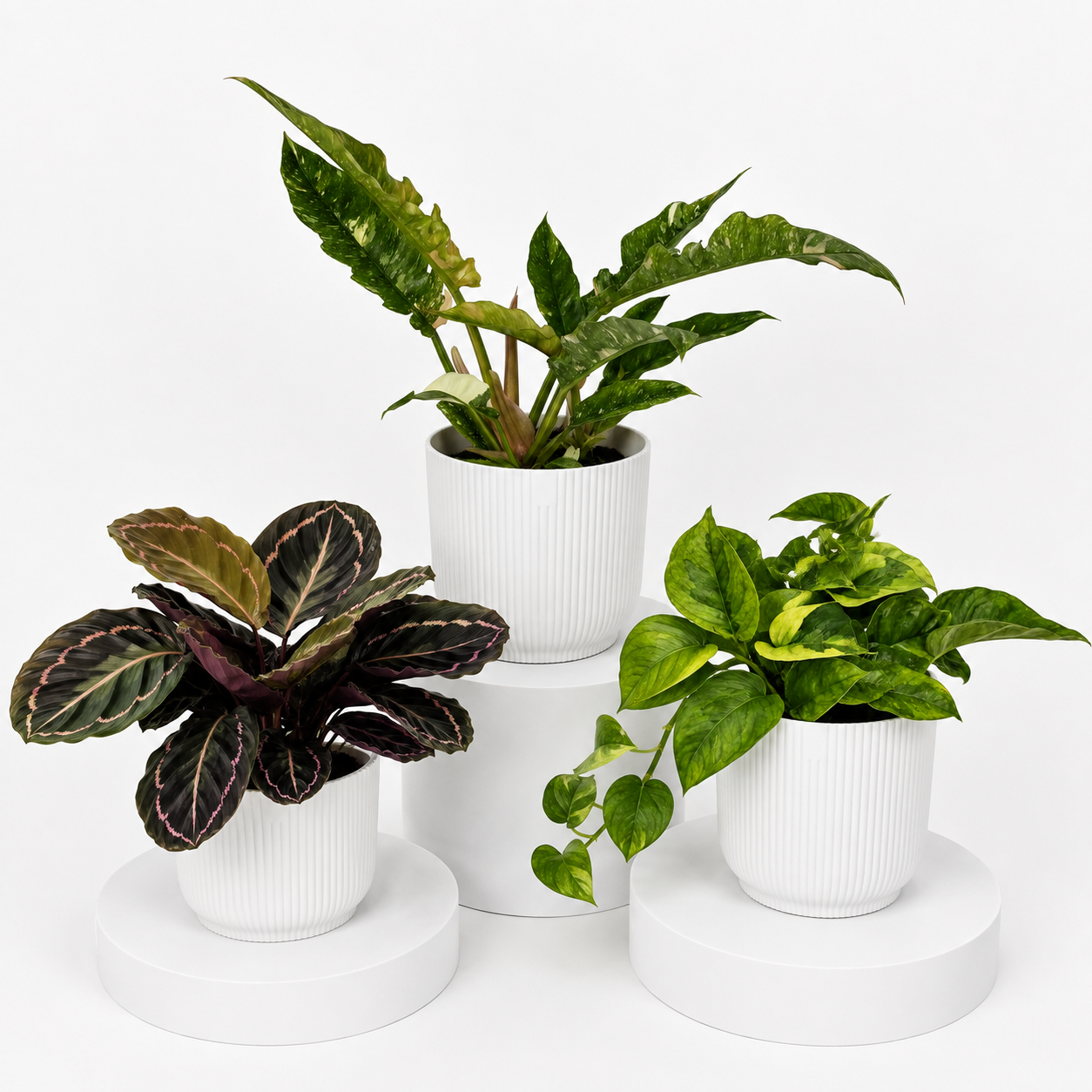 Bathroom Friendly Plant Bundle