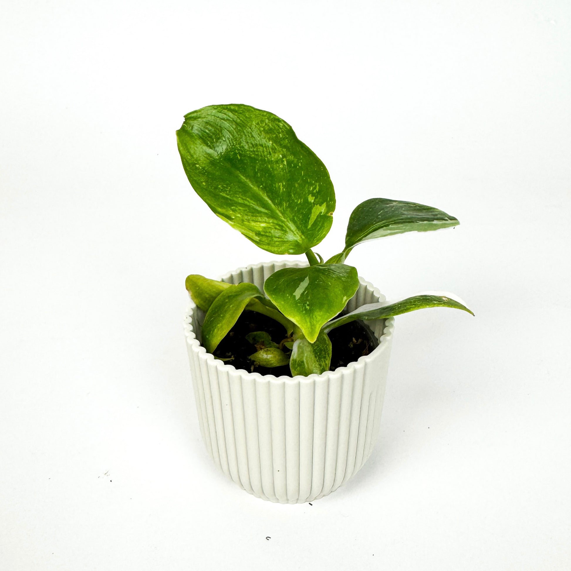 philodendron mini MINI Philodendron White Wizard Mini Houseplant – OH SO Floral