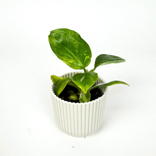 MINI Philodendron White Wizard Mini Houseplant