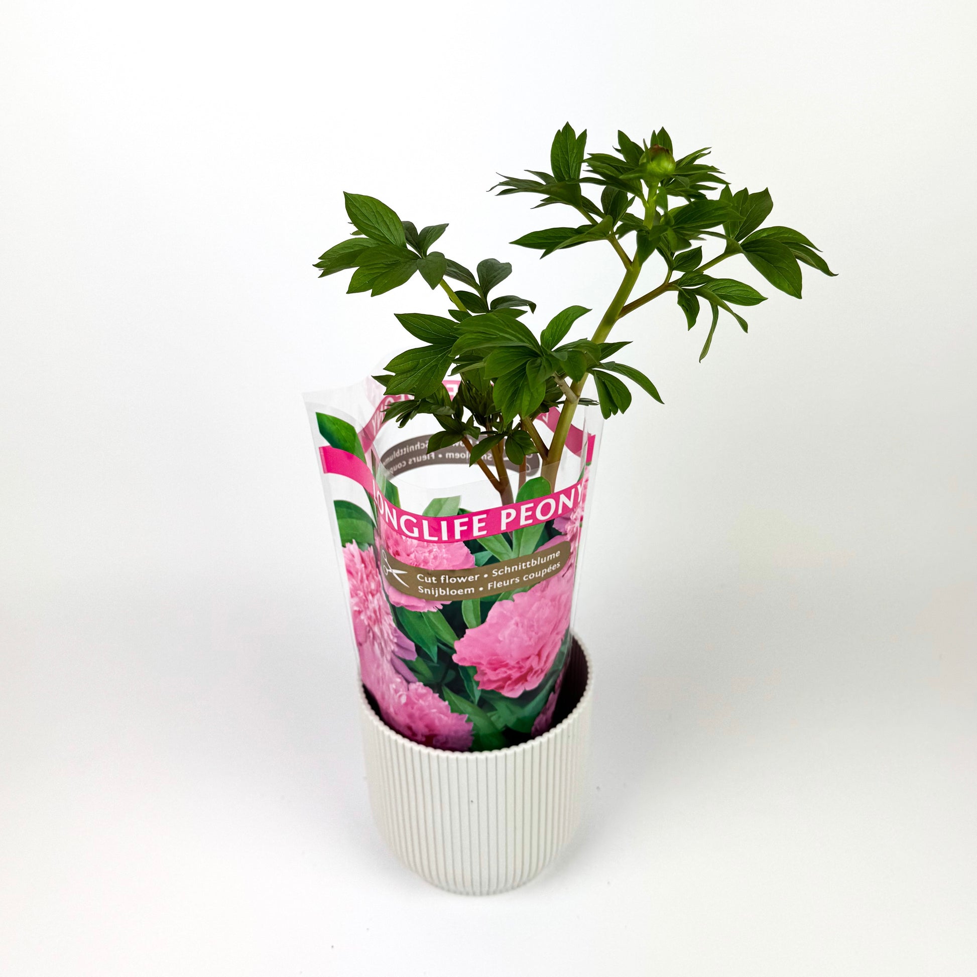 can you plant a peony bush in a pot Peony Outdoor Plant – OH SO Floral
