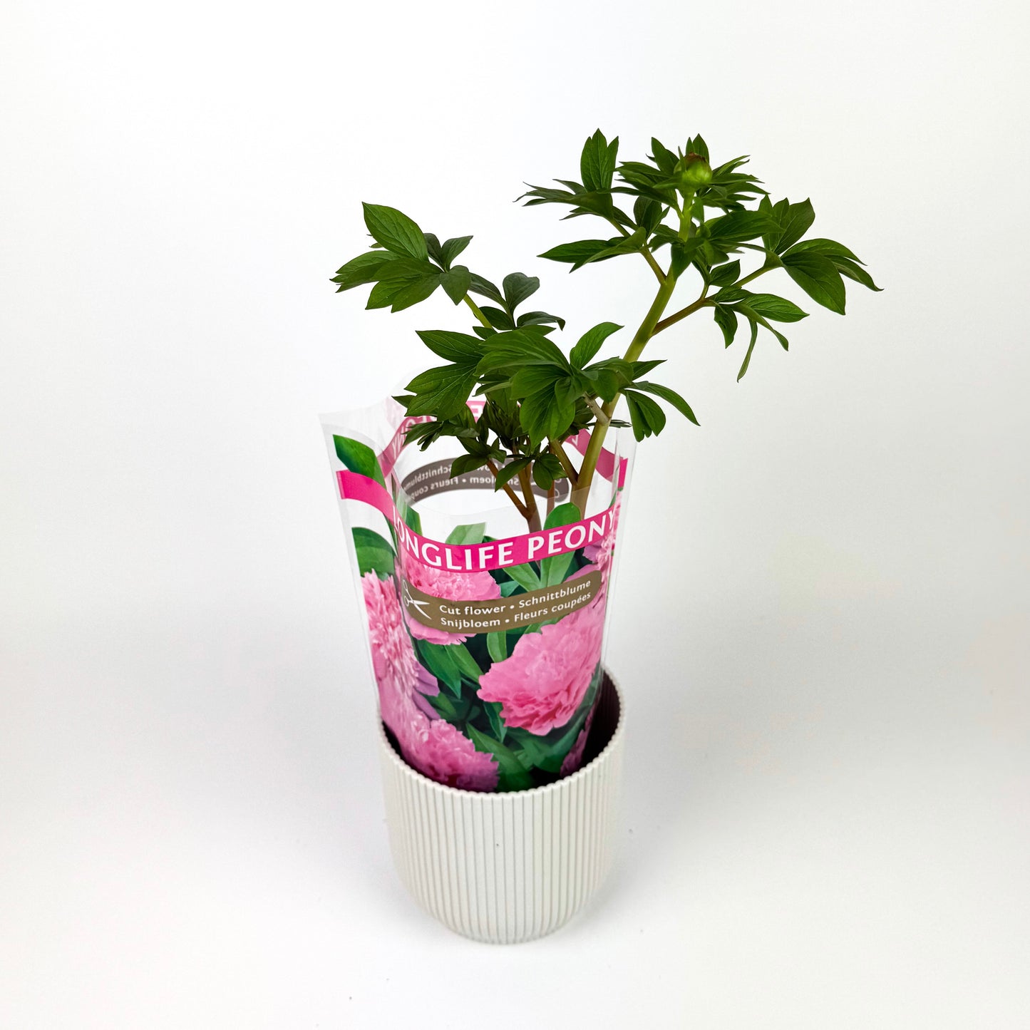 Peony Outdoor Plant