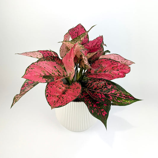 Aglaonema Spicy Pink 15cm Houseplant