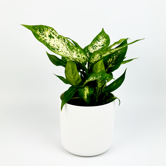 Dieffenbachia Indoor Houseplant