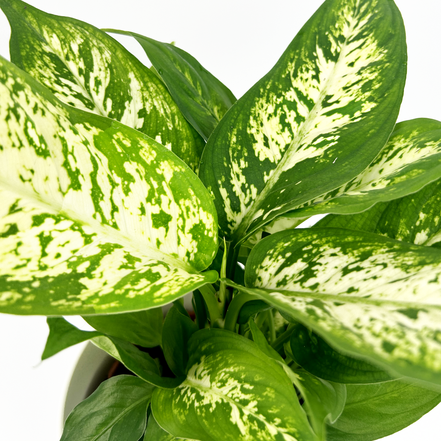 Dieffenbachia Indoor Houseplant