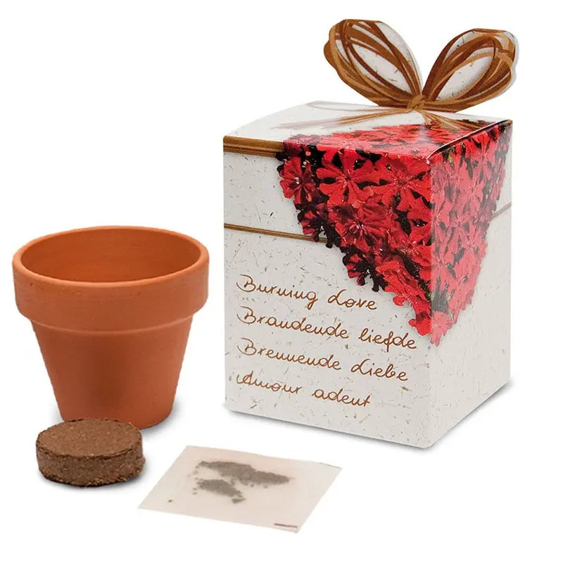 Flower growing kits 6cm