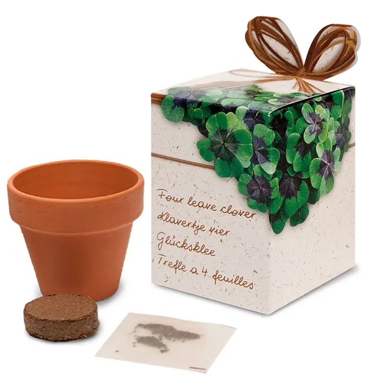 Flower growing kits 6cm